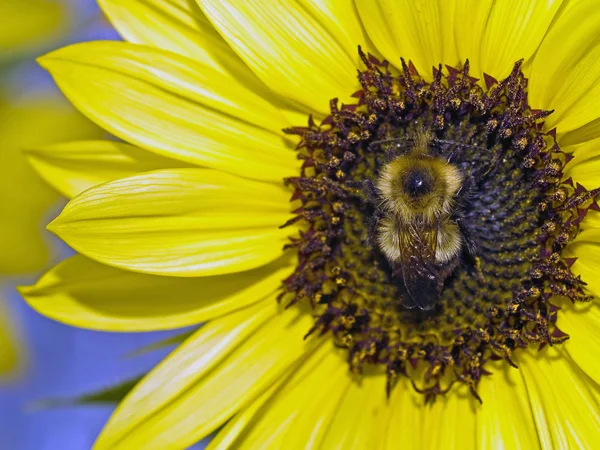 Um girassol ainda na planta com abelhas — Fotografia de Stock