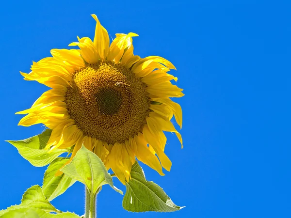 Eine Sonnenblume noch auf der Pflanze mit den Bienen — Stockfoto