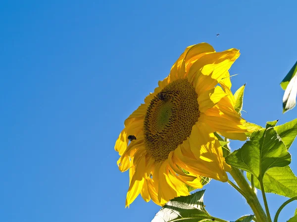 Sunflower Still Plant Bees — Stock Photo, Image