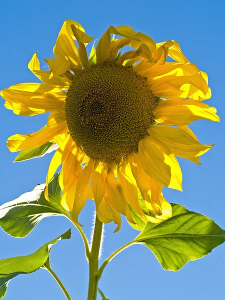Sunflower Still Plant Bees — Stock Photo, Image