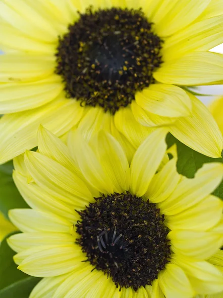 Close-ups van een bos van zonnebloemen in een vaas — Stockfoto