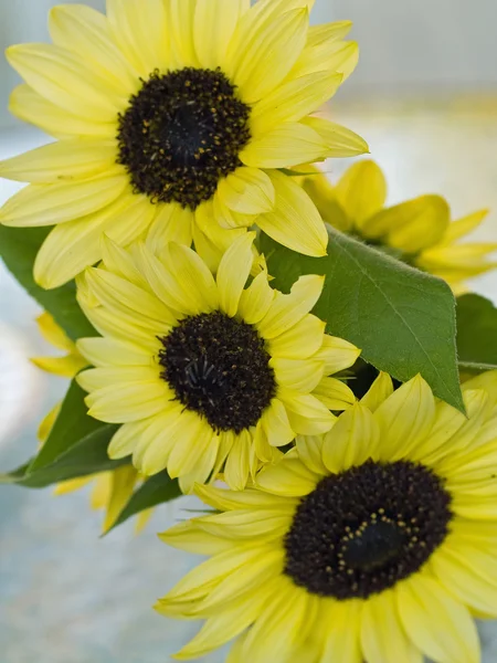 Close Ups of a Bunch of Sunflowers in a Vase — Stock Photo, Image