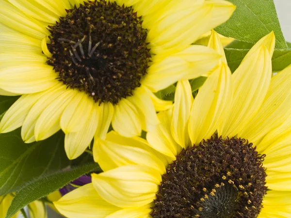 Close Ups of a Bunch of Sunflowers in a Vase — Stock Photo, Image