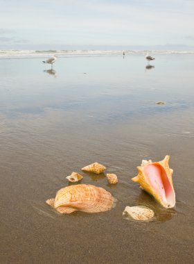 arka planda deniz martı ile ıslak kum plajındaki tarak ve deniz kabuğu kabuğu