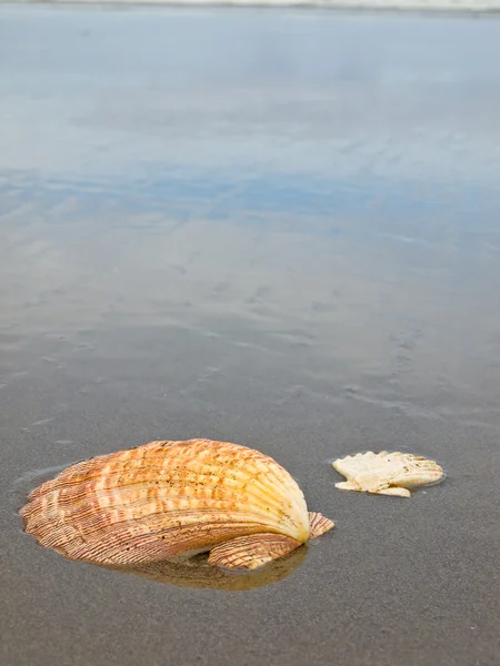 Coquilles de pétoncle sur une plage de sable mouillé — Photo