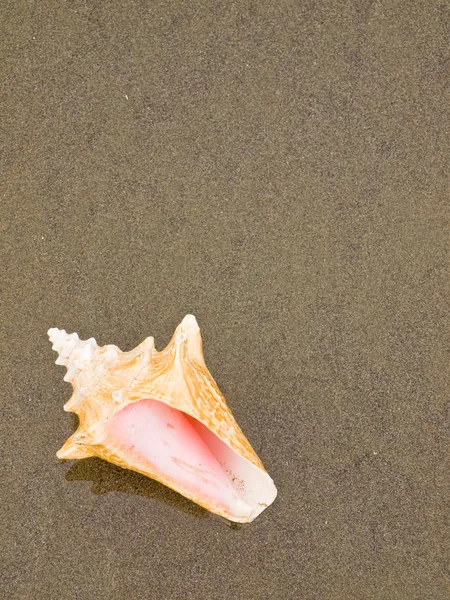 Раковина Мокром Песчаном Пляже — стоковое фото