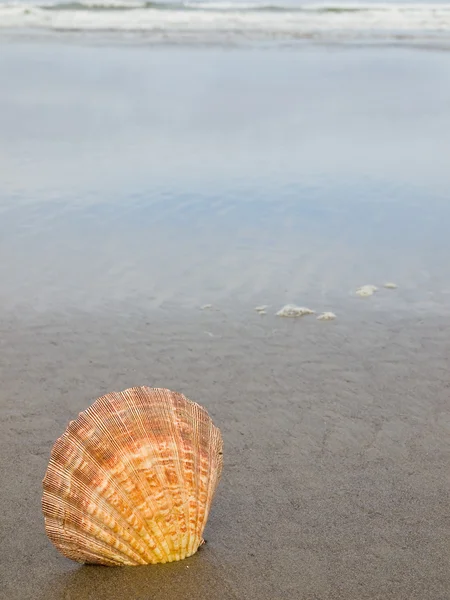 Hřebenatka Shell trčí nahoru v písku na břehu, pláž — Stock fotografie