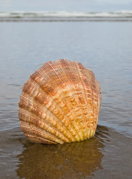 Scallop Shell Colando Areia Borda Água Uma Praia — Fotografia de Stock