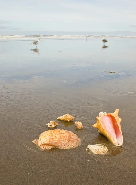 Scallop Conch Shells Uma Praia Molhada Com Gaivotas Marinhas Fundo — Fotografia de Stock