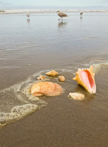 Pilgrimsmussla Och Conch Skal Våt Sandstrand Med Fiskmåsar Bakgrunden — Stockfoto