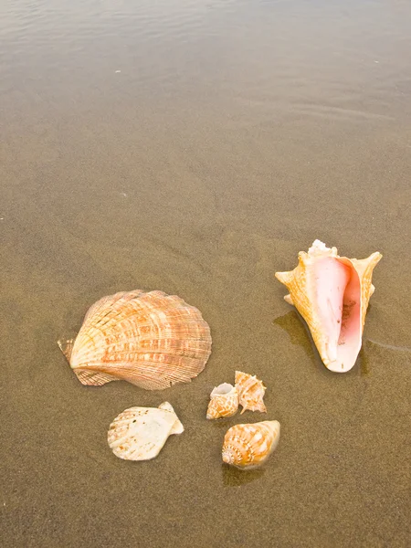 Jakobsmuscheln und Muscheln an einem nassen Sandstrand — Stockfoto