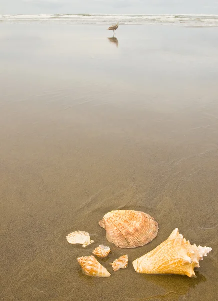 扇贝和海螺壳上湿沙滩与海鸥在背景中 — 图库照片