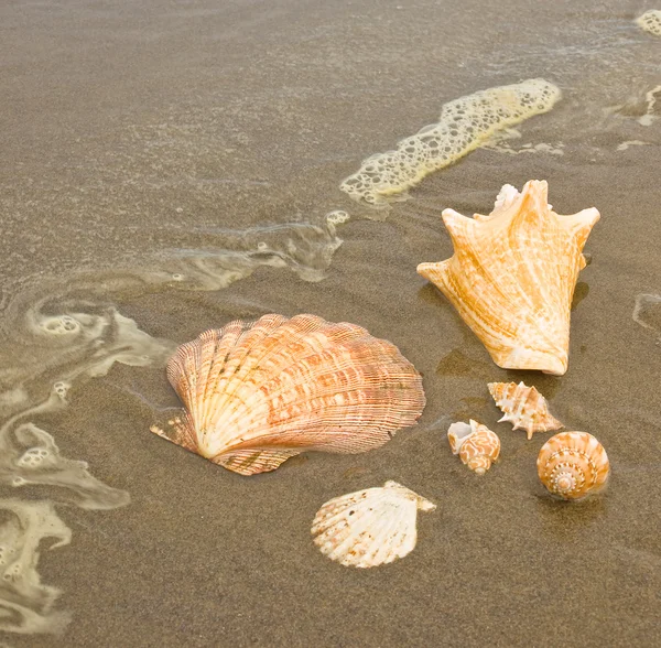 Jakobsmuscheln Und Muscheln Einem Nassen Sandstrand Als Sich Eine Meereswelle — Stockfoto