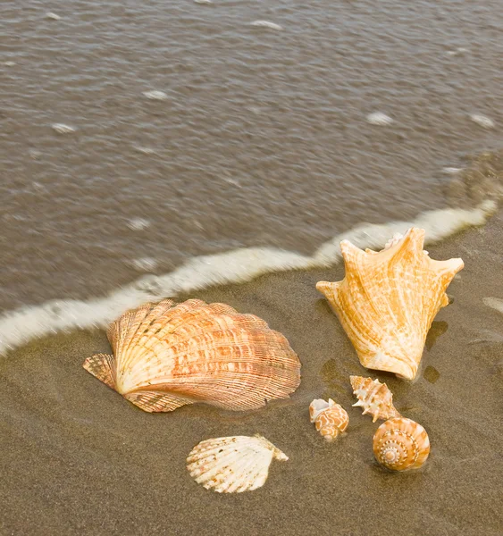 Jakobsmuscheln und Muscheln an einem nassen Sandstrand, als sich eine Meereswelle nähert — Stockfoto