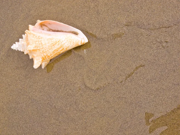 Conch skal på en våt sandstrand — Stockfoto