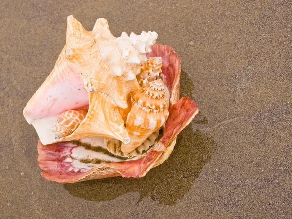 湿った砂浜でのホタテ貝と巻貝 — ストック写真