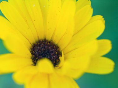 Wild Flowers Growing in a Sunny Garden - Daisies