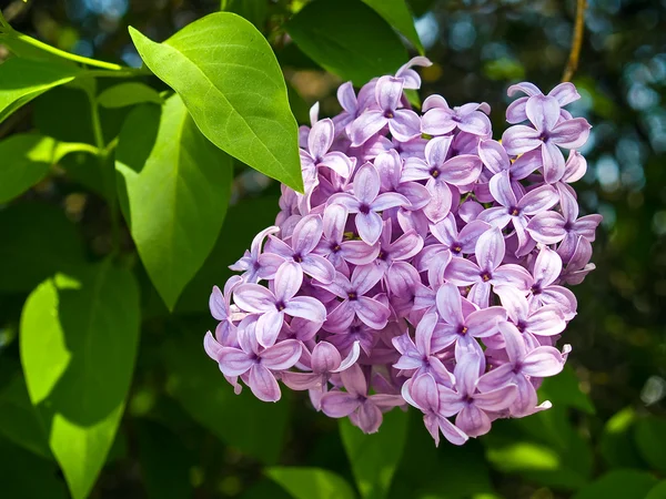 Purple and Pink Lilac Clusters Blooming in Springtime — Stock Photo, Image