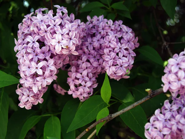 봄 날에 피는 보라색과 분홍색 라일락 클러스터 — 스톡 사진