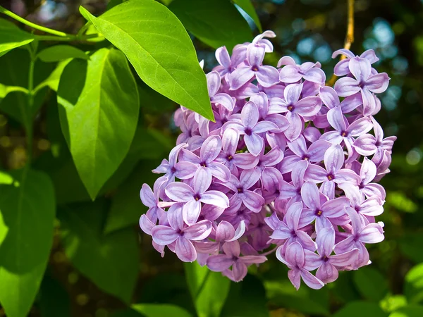 Clusters Lila púrpura y rosa floreciendo en primavera — Foto de Stock