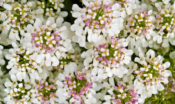 Pozadí Malé Růžové Bílé Květy — Stock fotografie