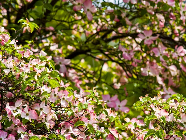 봄 날의 높이에서 분홍색 층 층 나무 나무 꽃 — 스톡 사진
