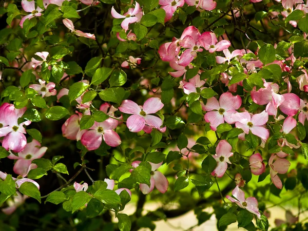 Pink Dogwood Tree Blooms Height Springtime — Stock Photo, Image