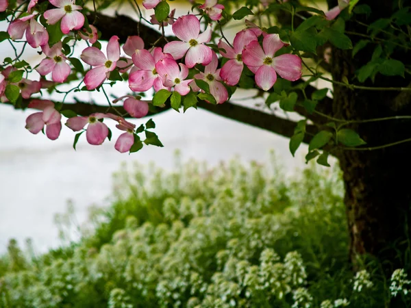 Pink Dogwood Tree Расцветает Разгар Весны — стоковое фото