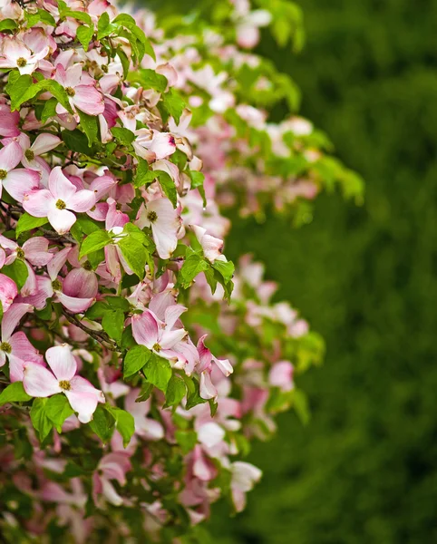 Růžový dogwood květy stromu ve výšce jarní — Stock fotografie