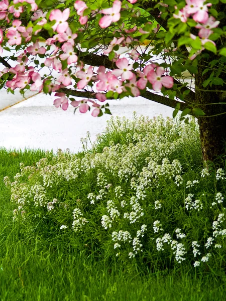 L'albero di corniolo rosa fiorisce al culmine della primavera — Foto Stock
