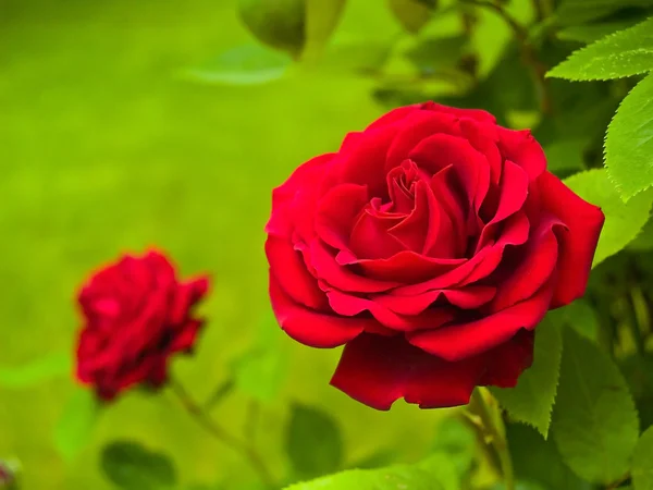 Rosa roja en la rama en el jardín — Foto de Stock