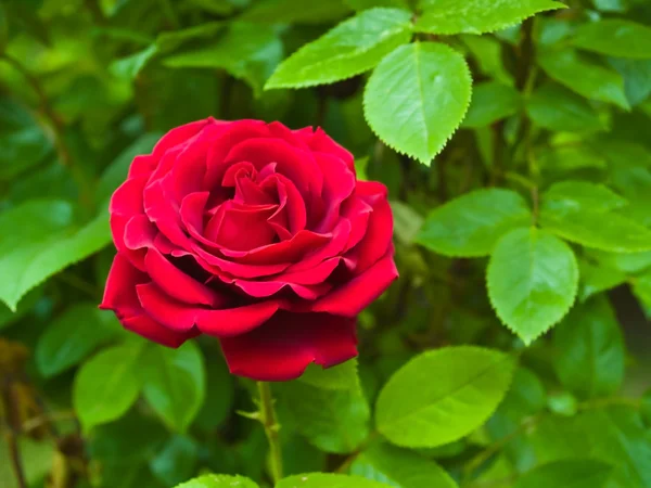Czerwona Róża Gałęzi Ogrodzie — Zdjęcie stockowe