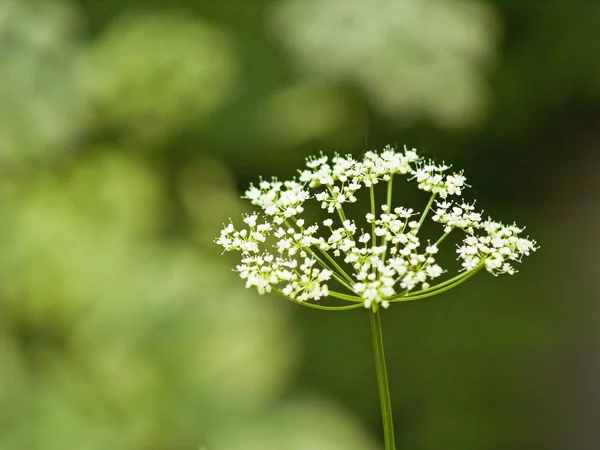 日当たりの良い庭 シダの野生花 — ストック写真