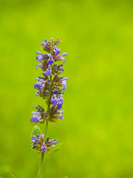 Vilda blommor som växer i en solig trädgård - salvia — Stockfoto