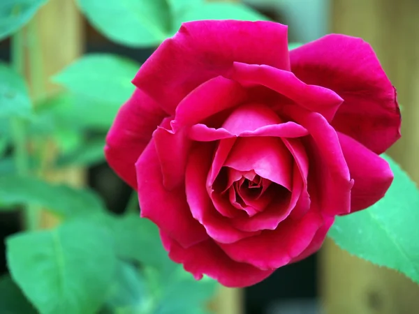 Rosa roja de tallo largo en la rama de un jardín —  Fotos de Stock