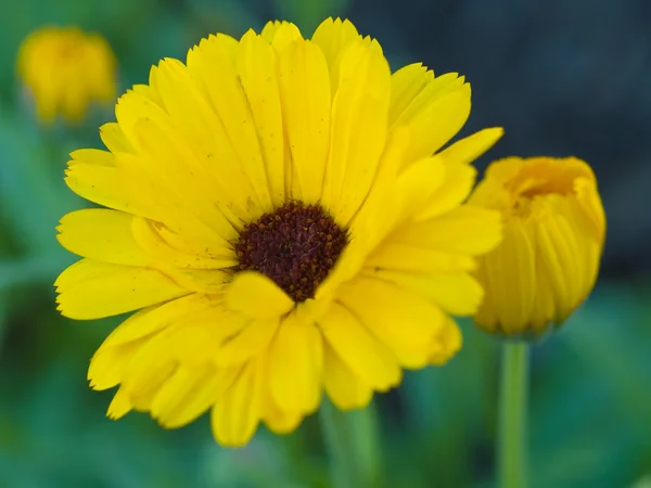 Дикі Квіти Ростуть Сонячному Саду Ромашки — стокове фото