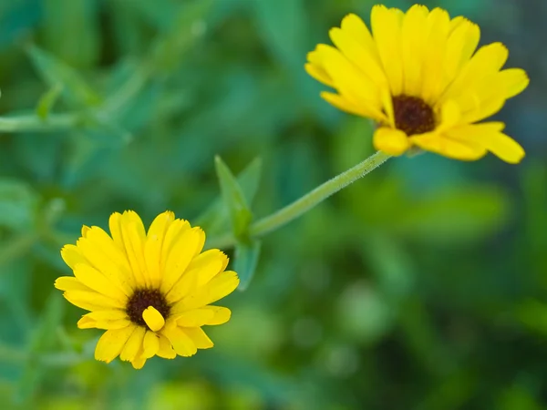 Wild Flowers Growing Sunny Garden Daisies — Stock Photo, Image