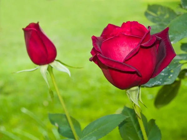 Rosa roja de tallo largo en la rama de un jardín — Foto de Stock