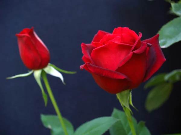 Rosa Rossa a gambo lungo sul ramo su Blank — Foto Stock