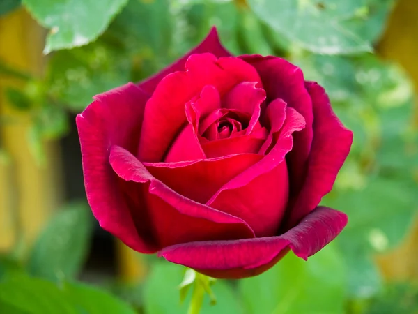 Longstemed Κόκκινο Τριαντάφυλλο Στο Υποκατάστημα Ένα Κήπο — Φωτογραφία Αρχείου
