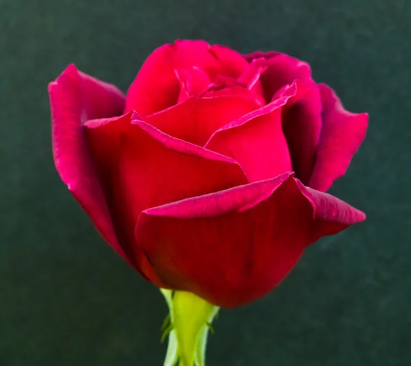 Rosa Rossa a gambo lungo sul ramo su Blank — Foto Stock