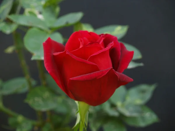 Rosa roja de tallo largo en la rama de un jardín —  Fotos de Stock