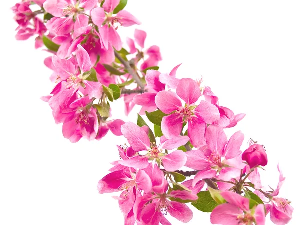 Jasny Różowy Klastrów Drzewo Kwiaty Białym Tle — Zdjęcie stockowe