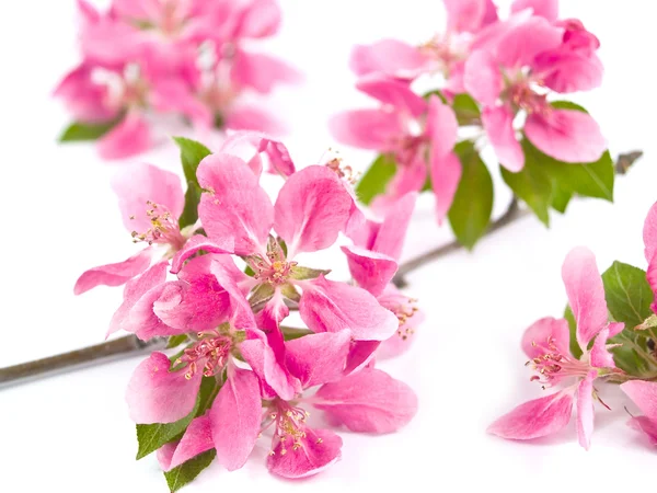 Leuchtend rosa Trauben von Baumblüten isoliert auf weiß — Stockfoto
