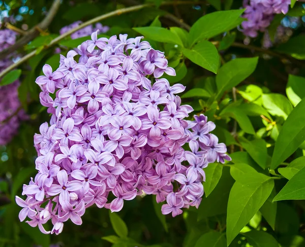 在春天盛开的紫色和粉红色丁香集群 — 图库照片