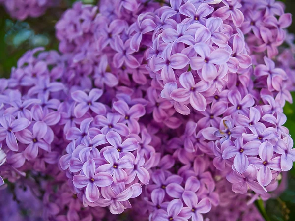 Purple Pink Lilac Clusters Blooming Springtime — Stock Photo, Image