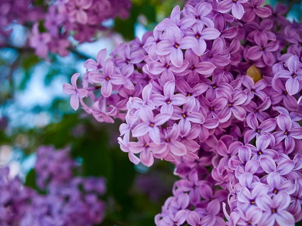 Пурпурные Розовые Лиловые Скопления Расцветают Весной — стоковое фото