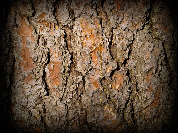 暗いエッジを持つ常緑の木の樹皮のテクスチャー — ストック写真