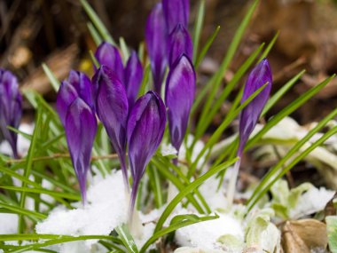 Purple Crocuses Poking Through the Snow in Springtime clipart