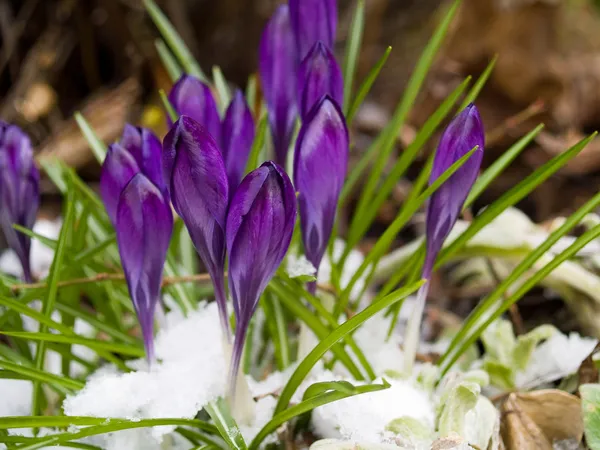 Purple Crocuses Poking Through the Snow in Springtime — Stock Photo, Image